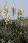 Moundlily yucca